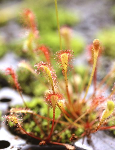 Drosera nidiformis - Mini-plugs