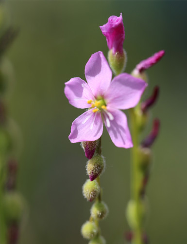 Drosera filiformis Clone 2 - Mini-mottes plante carnivore