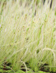 Drosera filiformis Clone 2 - Mini-mottes plante carnivore