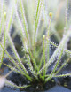 Drosera filiformis Clone 2 - Mini-mottes plante carnivore