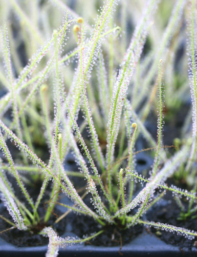 Clon 2 Drosera filiformis -...