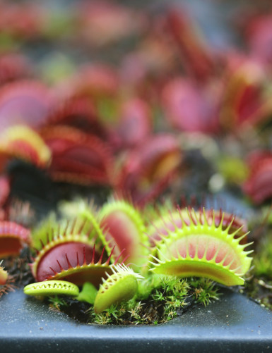 Dionaea muscipula 'Giant...