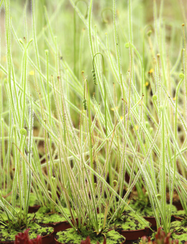 Drosera filiformis var. tracyi plante carnivore