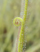 Drosera filiformis 'Florida Giant' - Mini-mottes plante carnivore