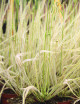 Drosera filiformis 'Florida Giant' - Mini-mottes plante carnivore