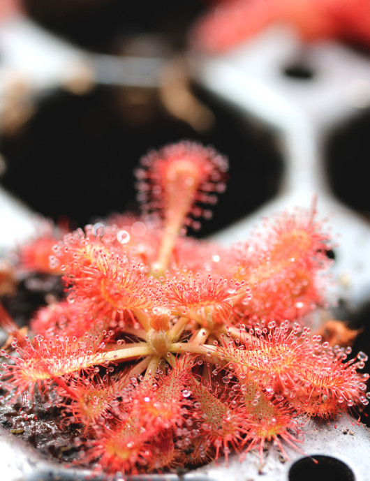 Drosera spatulata var. lovellae - Mini-mottes plante carnivore