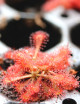 Drosera spatulata var. lovellae - Mini-mottes plante carnivore