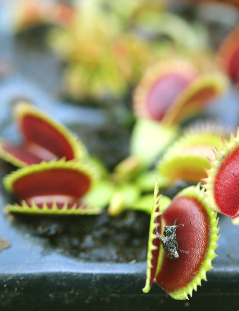 Dionaea muscipula 'UK Sawtooth II' - Mini-mottes Plante carnivore