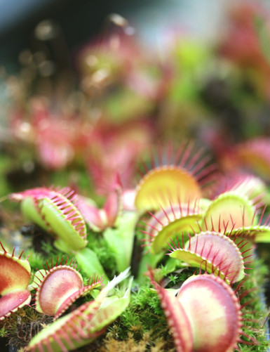 Dionaea muscipula 'Paradisia' - Mini-mottes Plante carnivore
