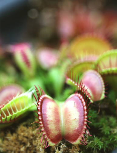 Dionaea muscipula 'Paradisia' - Mini-mottes Plante carnivore
