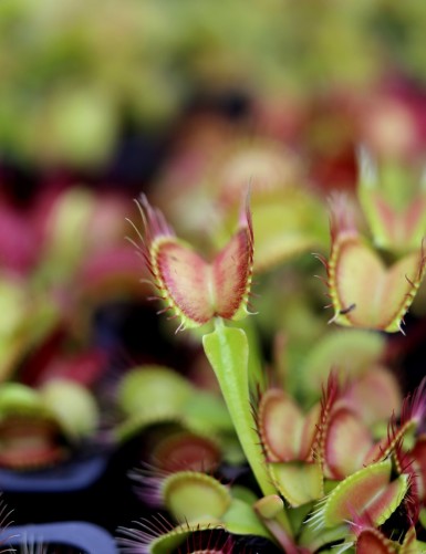 Dionaea muscipula 'Paradisia' - Mini-mottes Plante carnivore