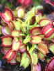 Dionaea muscipula 'Paradisia' - Minimotas