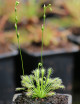 Drosera intermedia all green carnivorous plant