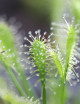 Drosera intermedia all green carnivorous plant