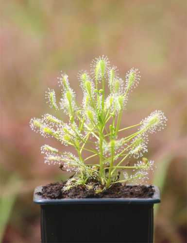 Drosera intermedia all green plante carnivore