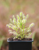 Drosera intermedia all green carnivorous plant