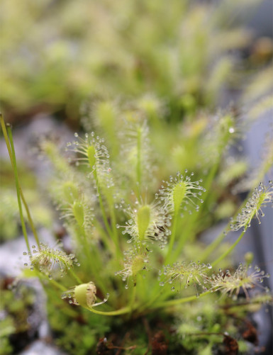 Drosera intermedia completamente verde - Mini-tapones