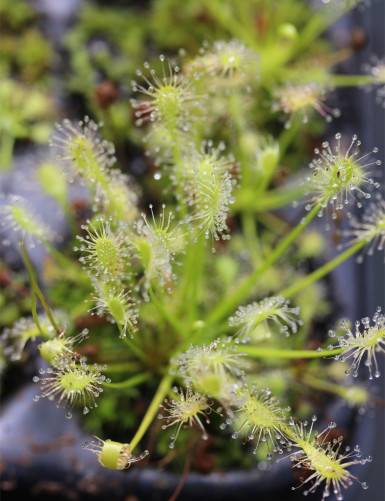 Drosera intermedia all green - Mini-mottes plante carnivore