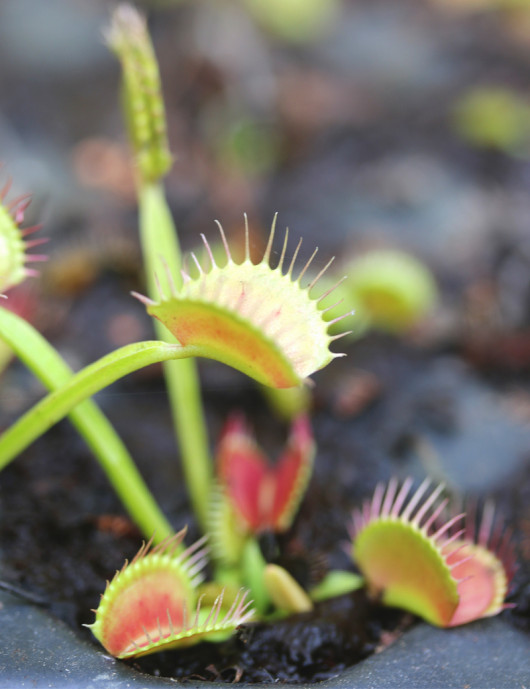 Dionaea muscipula filiforme - Minipolillas