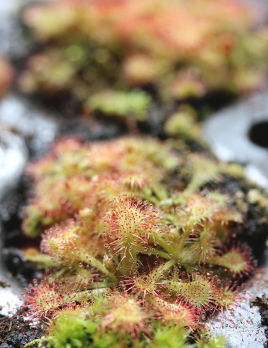 Drosera tokaïensis -...