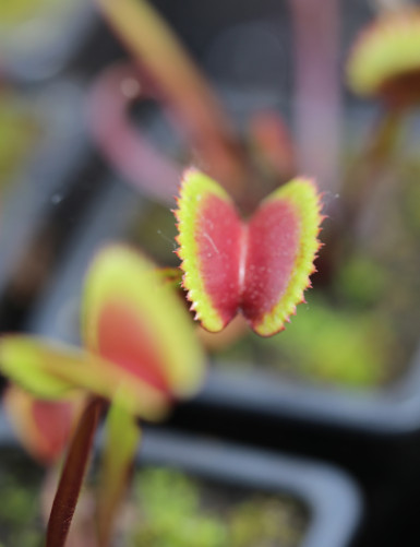 Dionaea muscipula 'Red Piranha' - Mini-mottes Plante carnivore