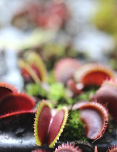 Dionaea muscipula 'Red Piranha' - Mini-mottes Plante carnivore