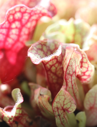 Sarracenia purpurea subsp....