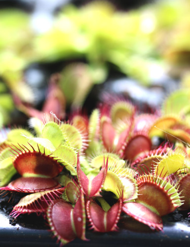 Dionaea muscipula 'FTR1' -...