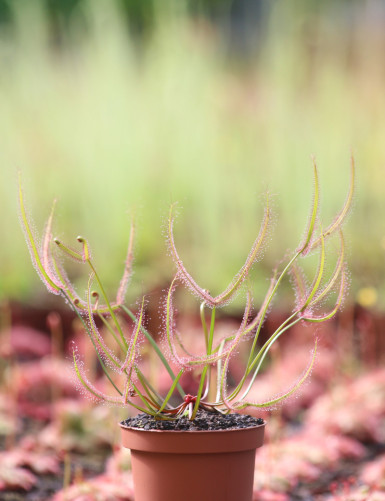 Drosera young - Mini-mottes