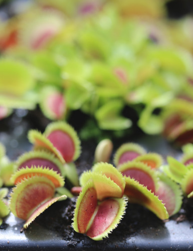 Dionaea muscipula Diente de...
