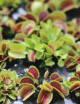 Dionaea muscipula Bristle Tooth - Mini-mottes Plante carnivore