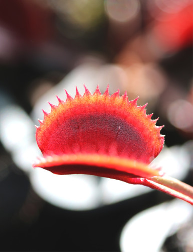 Dionaea muscipula 'Red Piranha' Plante carnivore