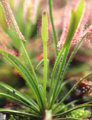 Drosera capensis 'feuilles poilues' plante carnivore