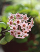 Fleur de porcelaine Hoya carnosa compacta