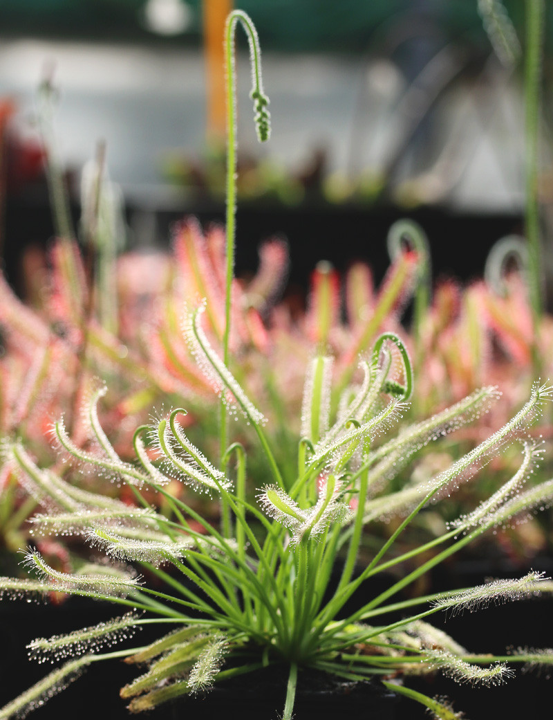 Drosera capensis blanc - 'Albino' plante carnivore