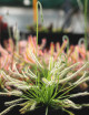 Drosera capensis blanc - 'Albino' plante carnivore