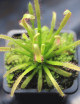 Drosera capensis compacta plante carnivore