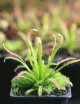 Drosera capensis compacta plante carnivore