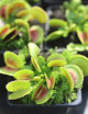 Dionaea muscipula Diente de cerda