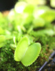 Dionaea Green sawtooth Plante carnivore