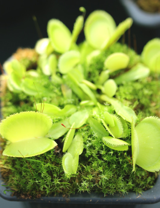 Dionaea Green diente de sierra