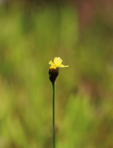 Xyris sp. - Mini-mottes