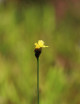 Xyris sp. - Mini-mottes