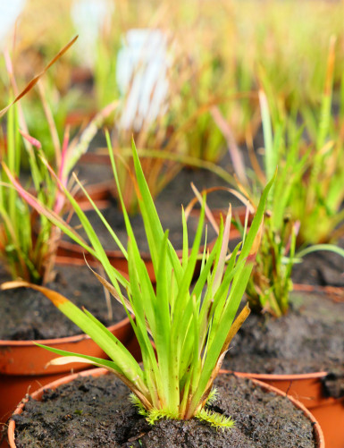 Xyris sp. - Mini-mottes