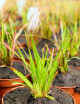 Xyris sp. clods to repot X 6