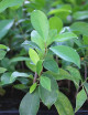 Ficus microcarpa  ginseng - Mini-mottes