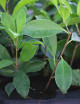 Ficus microcarpa  ginseng - Mini-mottes