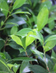 Ficus microcarpa  ginseng - Mini-mottes