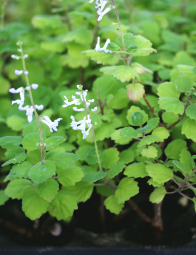 Plectranthus ernestii -...