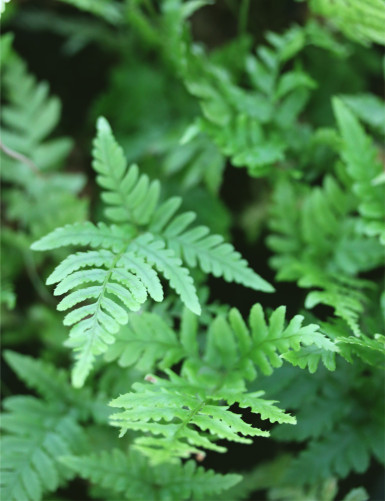 Dryopteris erythrosora